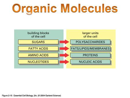 Organic Molecules Carbon = building block of life Carbon – 4 outer electrons (8 needed) – Up to 4 bonds with other atoms Monomer: Small carbon molecules.