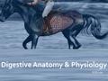 Digestive Anatomy & Physiology EQS 110 LECTURE MENU Understanding the horse’s digestive anatomy and physiology is not only essential to overall health,