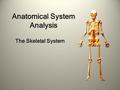 Anatomical System Analysis The Skeletal System. Anatomical System Analysis: Skeletal System The skeletal system is the foundation of our body. Without.