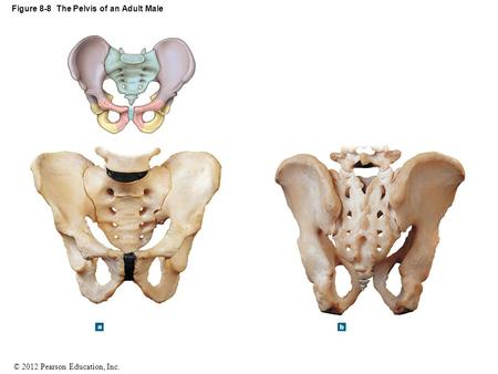 © 2012 Pearson Education, Inc. Figure 8-8 The Pelvis of an Adult Male.