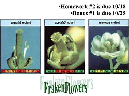 Homework #2 is due 10/18 Bonus #1 is due 10/25. The order of Hox genes parallels the order of body parts in which they are expressed Fig 12.10.