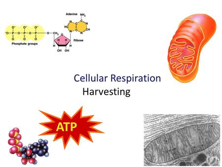 2009-2010 Cellular Respiration Harvesting ATP Harvesting energy stored in food Cellular respiration –B–B In Using – “aerobic” respiration – usually digesting.