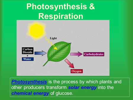 Photosynthesis & Respiration