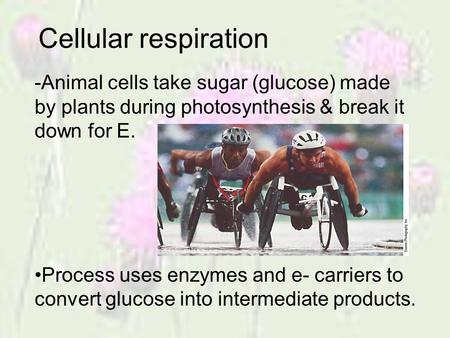 Cellular respiration -Animal cells take sugar (glucose) made by plants during photosynthesis & break it down for E. Process uses enzymes and e- carriers.