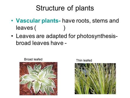 Structure of plants Vascular plants- have roots, stems and leaves ( ) Leaves are adapted for photosynthesis- broad leaves have - Broad leafed Thin leafed.