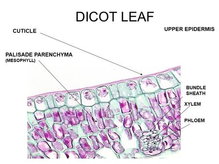 DICOT LEAF UPPER EPIDERMIS CUTICLE PALISADE PARENCHYMA BUNDLE SHEATH