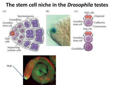 The stem cell niche in the Drosophila testes Hub.