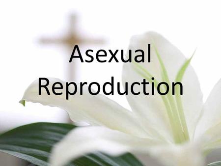 Asexual Reproduction. Plant A Top of plant cut off An example would be a carrot Called a ‘plant cutting’