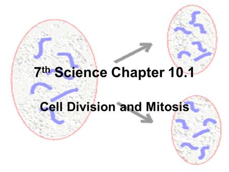 7 th Science Chapter 10.1 Cell Division and Mitosis.