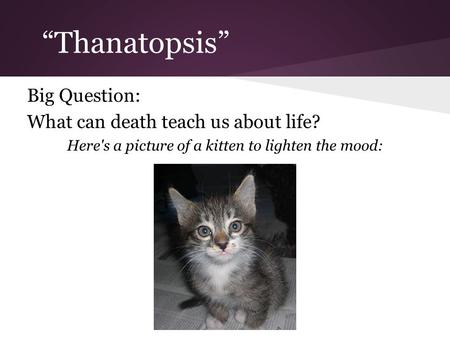 “Thanatopsis” Big Question: What can death teach us about life? Here's a picture of a kitten to lighten the mood: