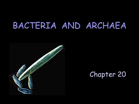 Chapter 20 BACTERIA AND ARCHAEA. A. Prokaryote Cell Structure All prokaryotes have: ] cell membrane ] cytoplasm ] ribosomes ] nucleoid region containing.