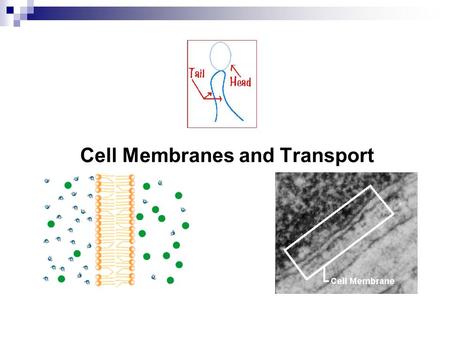 Cell Membranes and Transport Go to Section:. The Cell Membrane The cell membrane is: selectively permeable  Permeable = Pass through (Latin)  Cell membrane.