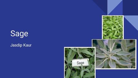 Sage Jasdip Kaur. Sage Common Name: Sage Scientific Name: Salvia Officinalis.