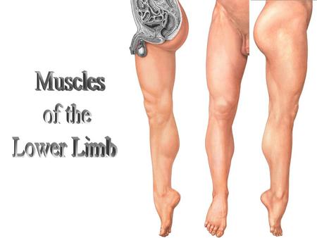 Muscles of the Lower Limb.