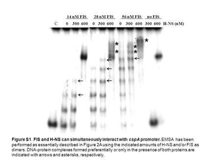 C 0 300 600 0 300 600 0 300 600 300 600 H-NS (nM) 14 nM FIS28 nM FIS56 nM FISno FIS Figure S1. FIS and H-NS can simultaneously interact with cspA promoter.