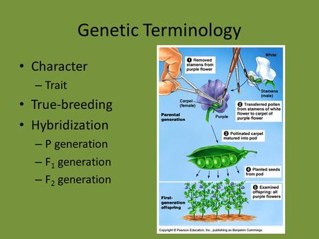 Genetic Terminology Character – Trait True-breeding Hybridization – P generation – F 1 generation – F 2 generation.