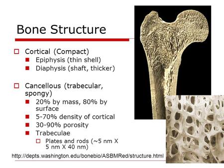 Bone Structure Cortical (Compact) Cancellous (trabecular, spongy)