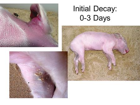 Initial Decay: 0-3 Days. Bacteria digest intestine then break out to surrounding organs Body’s enzymes assist with decomposition Blowflies & house flies.