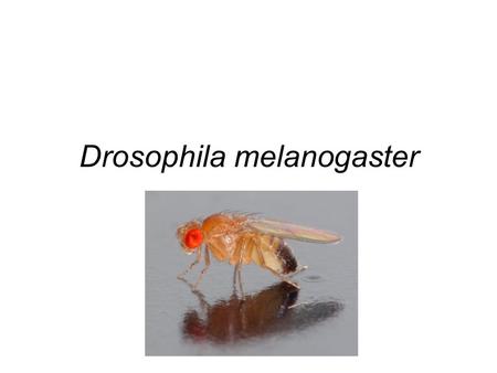 Drosophila melanogaster