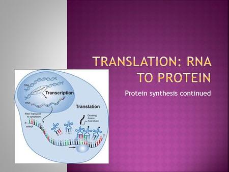 Protein synthesis continued.  Transcription is step 1  DNA  mRNA  Nucleus  RNA polymerase.