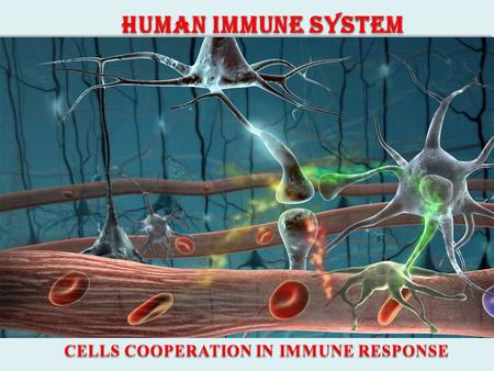 Human immune system CELLS COOPERATION IN IMMUNE RESPONSE.