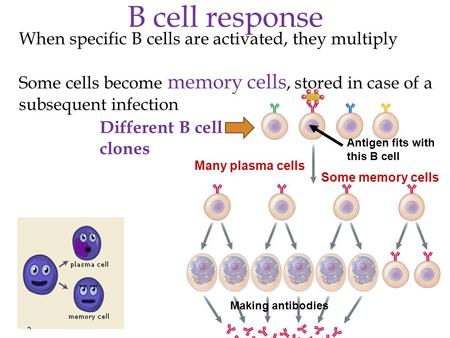 Antigen fits with this B cell Different B cell clones Making antibodies Many plasma cells Some memory cells When specific B cells are activated, they multiply.