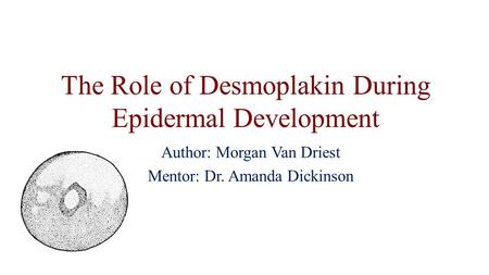 The Role of Desmoplakin During Epidermal Development Author: Morgan Van Driest Mentor: Dr. Amanda Dickinson.