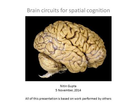 Brain circuits for spatial cognition Nitin Gupta 5 November, 2014 All of this presentation is based on work performed by others.