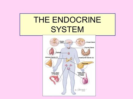 THE ENDOCRINE SYSTEM. THE FUNCTIONS: To maintain homeostasis,balancing the external and internal environments. To do this by production of hormones or.