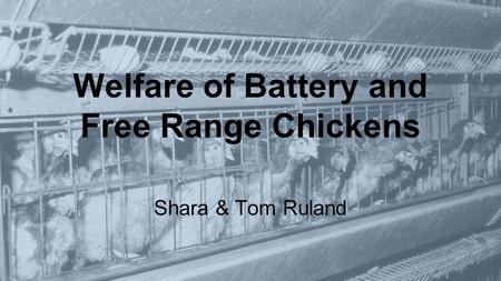 Welfare of Battery and Free Range Chickens