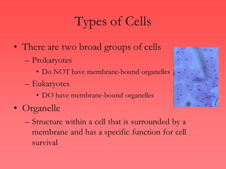 Types of Cells There are two broad groups of cells Organelle