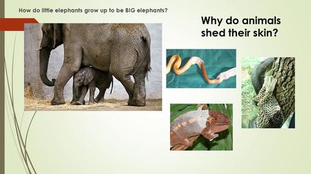 How do little elephants grow up to be BIG elephants? Why do animals shed their skin?