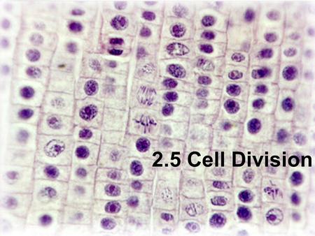 2.5 Cell Division. Assessment Statements 2.5.1 Outline the stages in the cell cycle, including interphase (G1, S, G2), mitosis and cytokinesis. 2.5.2.