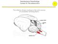 1 Introduction to Neurobiology Lecture 10: The inferior olive