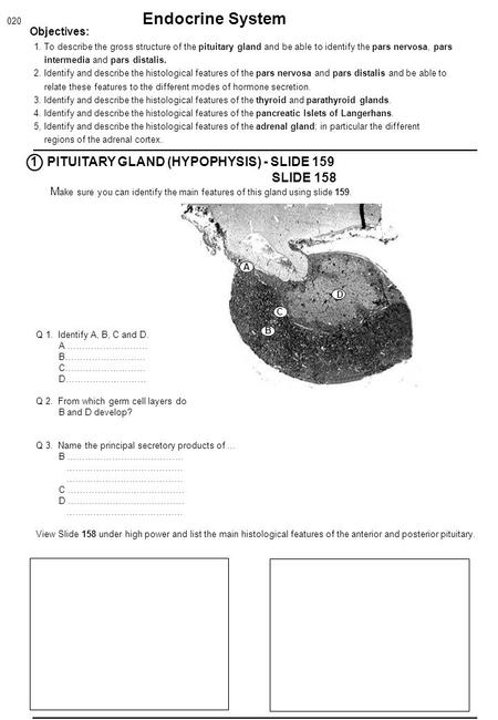 020 Endocrine System Objectives: PITUITARY GLAND (HYPOPHYSIS) - SLIDE 159 SLIDE 158 M ake sure you can identify the main features of this gland using slide.