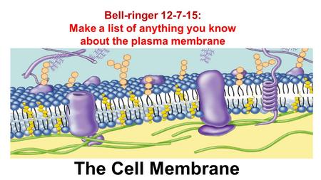 The Cell Membrane Bell-ringer 12-7-15: Make a list of anything you know about the plasma membrane.