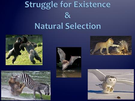 Struggle for Existence & Natural Selection Struggling to Live Thomas Malthus – There are limits to the sizes of populations  Going to run out of SOME.