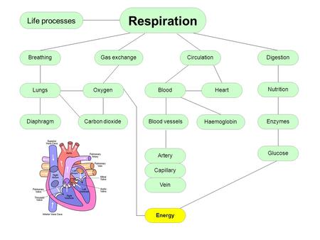 Nutrition Heart Diaphragm Artery Vein Capillary BreathingCirculation Energy Lungs DigestionGas exchange Respiration Blood Life processes Enzymes Glucose.