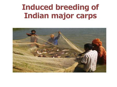 Induced breeding of Indian major carps