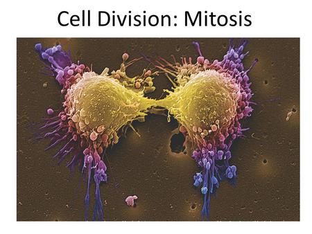 Cell Division: Mitosis Licentious division - prostate cancer cells during division.