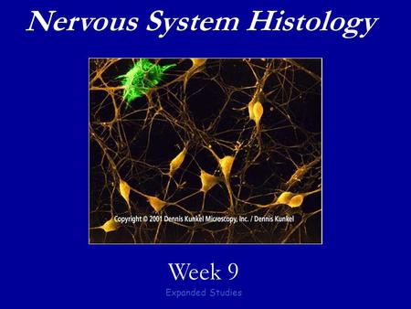 Nervous System Histology