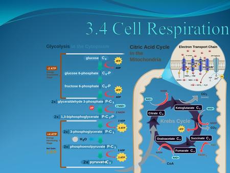 POINT > Define cell respiration POINT > Describe the two stages of respiration POINT > Show the equation for respiration POINT > Compare respiration with.