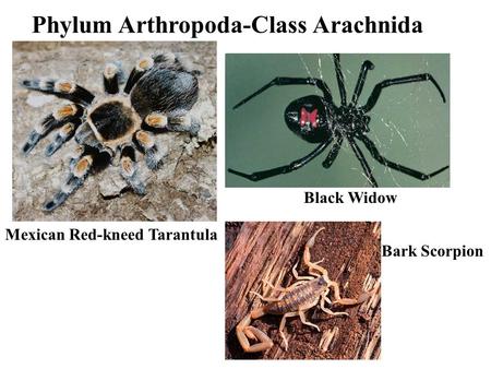 Phylum Arthropoda-Class Arachnida Mexican Red-kneed Tarantula Black Widow Bark Scorpion.