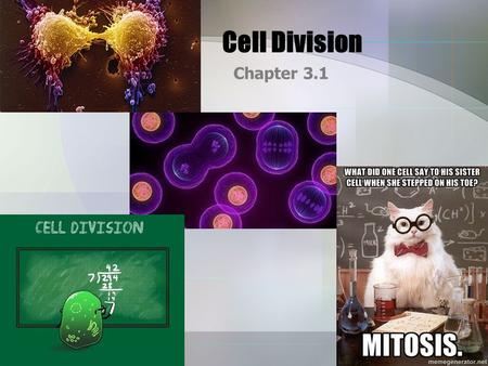 Cell Division Chapter 3.1. Do Now What happens when you get cut? Explain in your own words what happens when you are cut and the healing process.