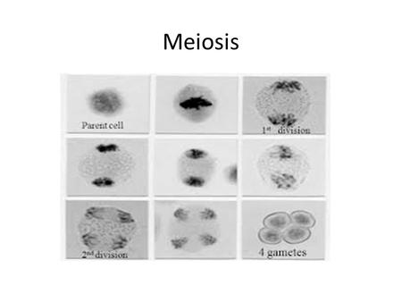 Meiosis.