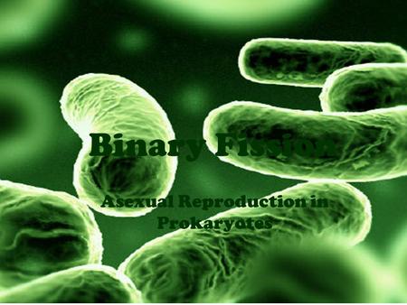 Binary Fission Asexual Reproduction in Prokaryotes.