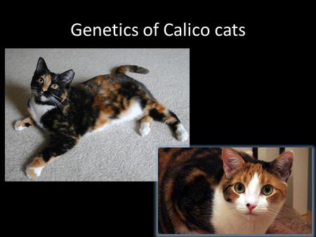 Genetics of Calico cats