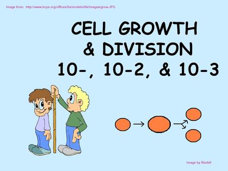 Image from:  Image by Riedell CELL GROWTH & DIVISION 10-, 10-2, & 10-3.