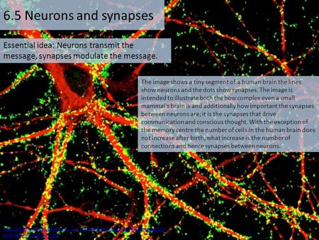 6.5 Neurons and synapses Essential idea: Neurons transmit the message, synapses modulate the message. The image shows a tiny segment of a human brain the.