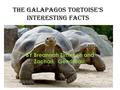 The Galapagos Tortoise’s interesting facts BY Breannah Zimnoch and Zachari Gendreau.